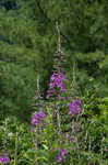 Fireweed